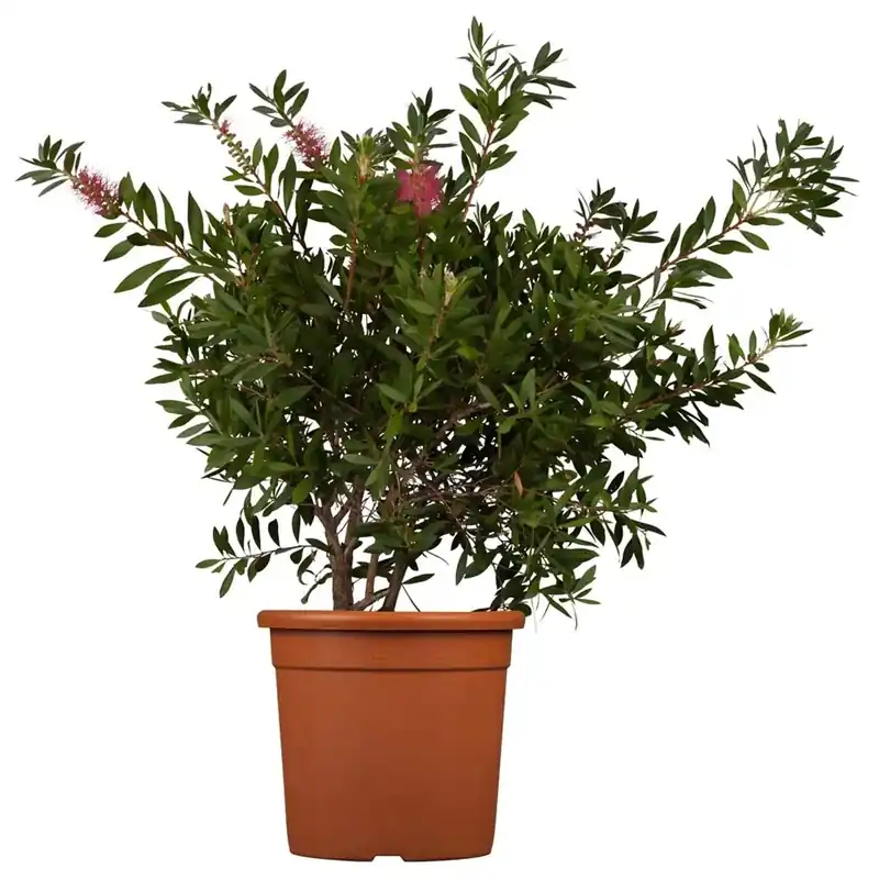Must-Have Callistemo Splendens minifusto vaso 20 cm