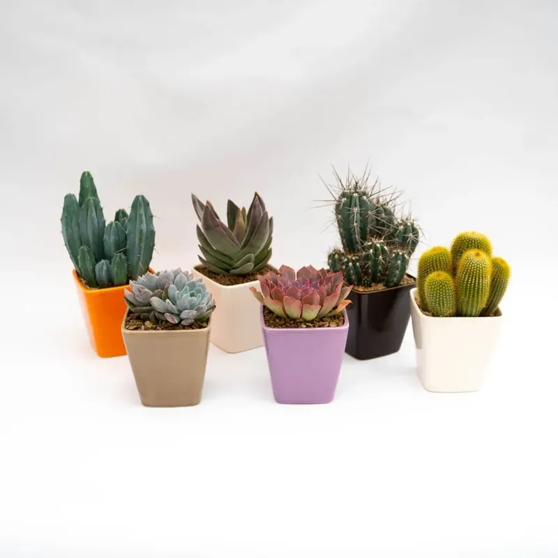 Mix Cactus e succulente in vaso ceramica smaltata Direct Verzonden