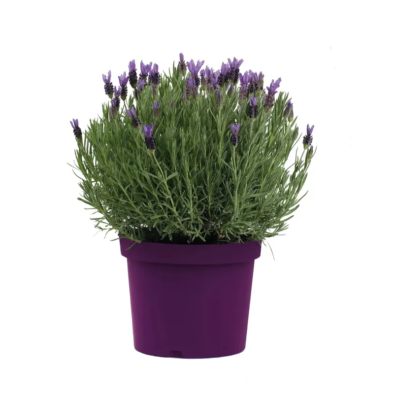 Lavanda Stoechas Elicoide vaso Ø cm 14 Tijdelijk Beschikbaar