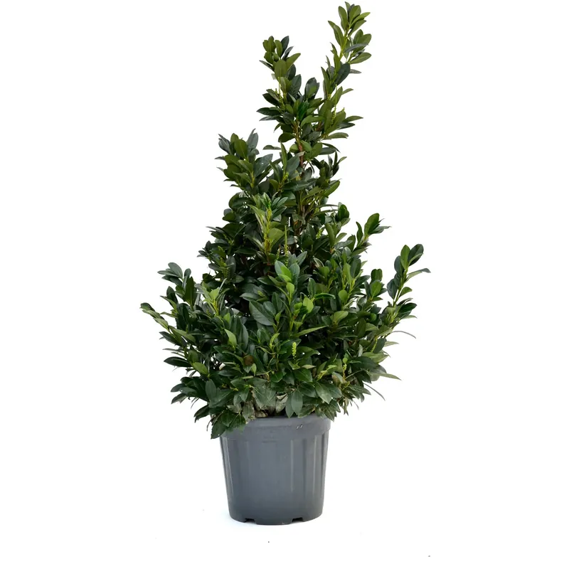 Snelle Levering Lauroceraso 60/70 cm