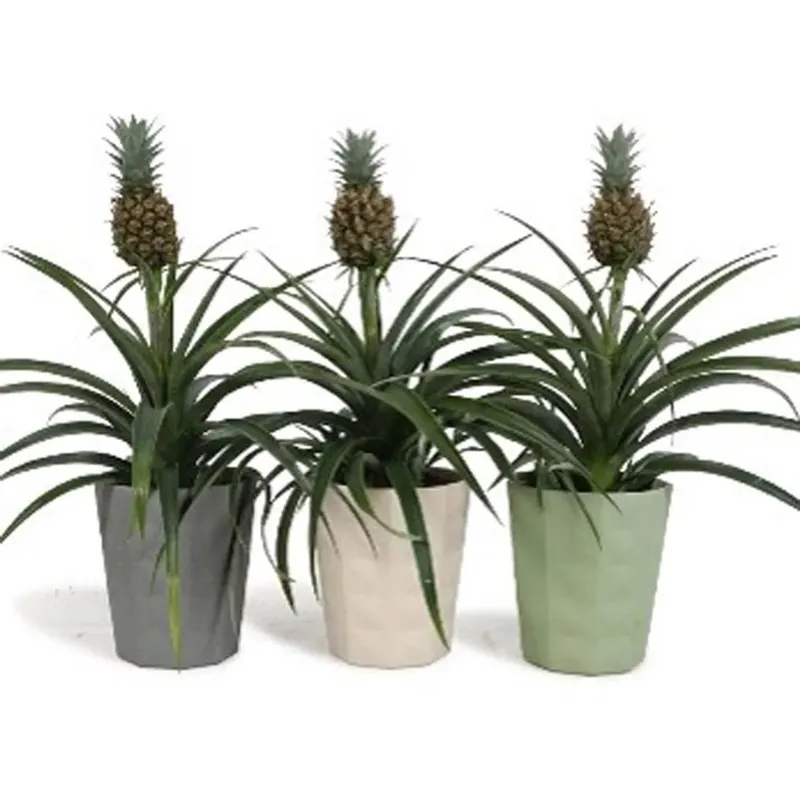 Dagaanbieding Ananas Mi Amigo Kyoto Ker vaso 13 cm