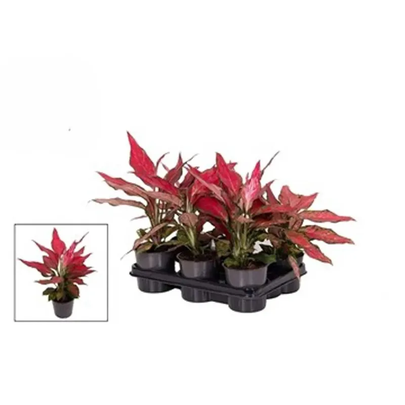 Aglaonema Cherry Baby in vaso 12 cm Betrouwbaar