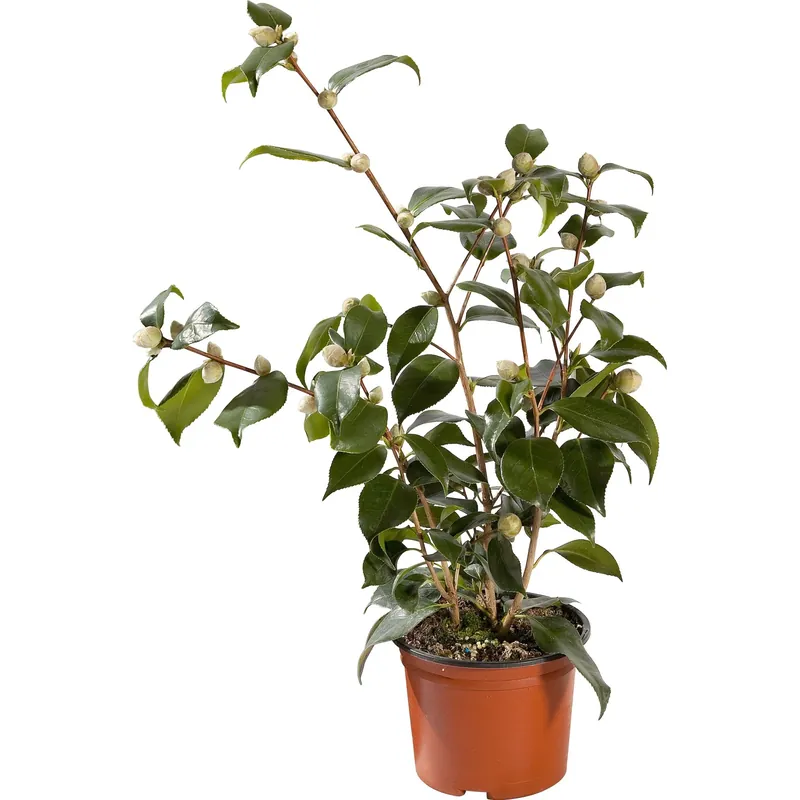 Hoge Kwaliteit Camelia Japonica h 40-50 cm