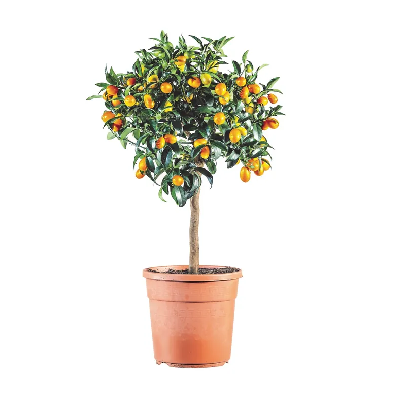 Albero da frutto Citrus Fortunella Margherita Kumquat vaso 22 cm Hete Deal