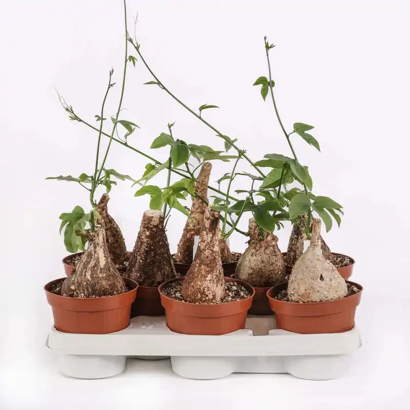 Speciale Aanbieding Adenia viridiflora Caudex Pianta succulenta vaso Ø 12 cm