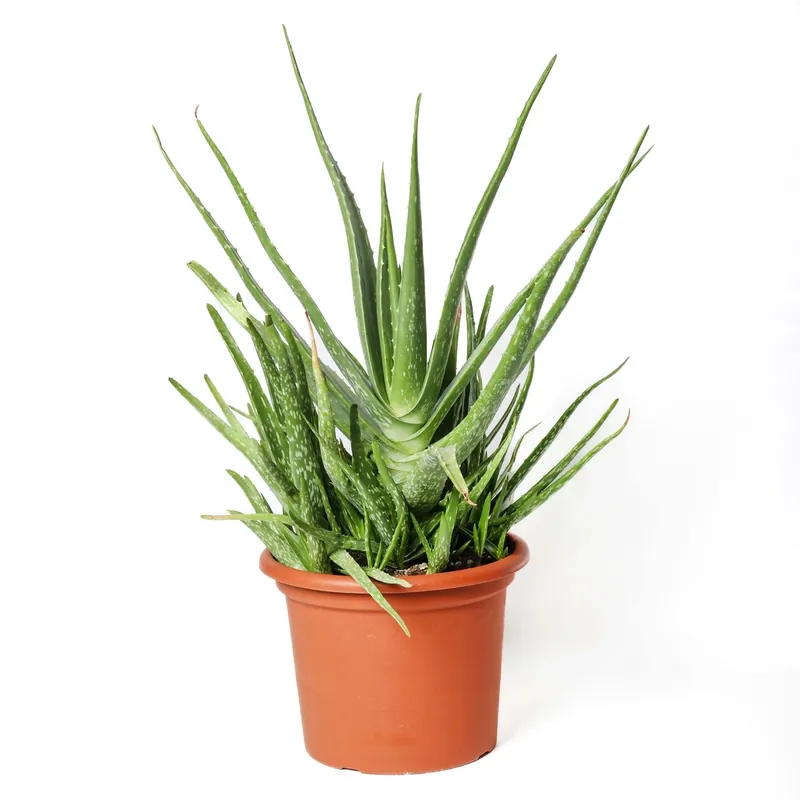 Aloe vera Piante grasse vaso Ø 25 cm Must-Have