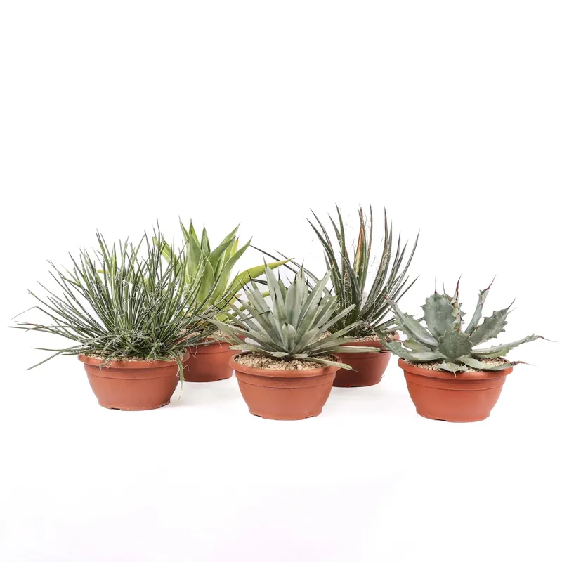 Merkproduct Agave Mix piante grasse vaso Ø 20 cm