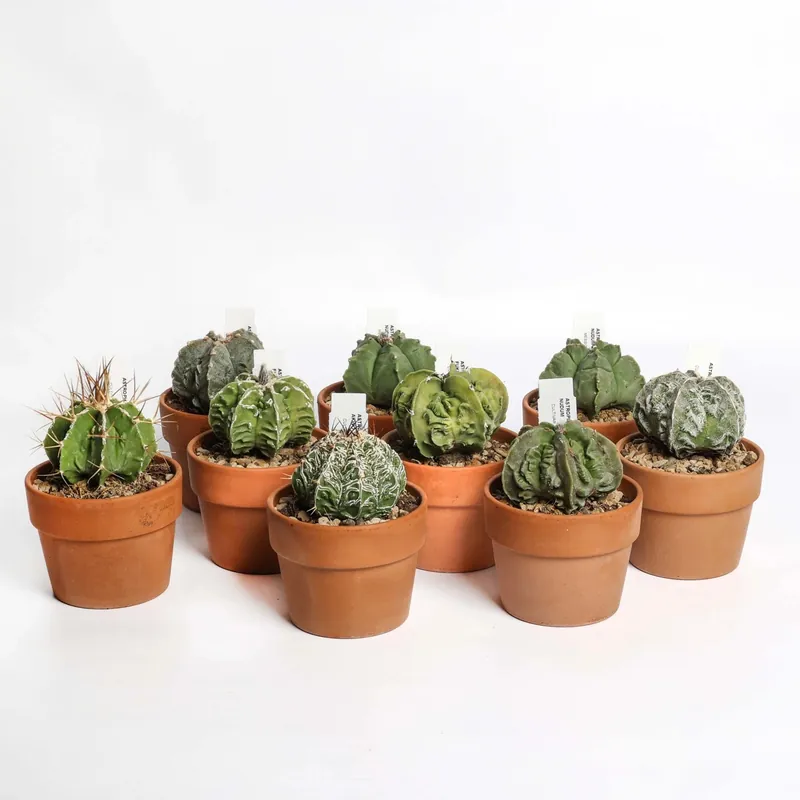 Astrophytum collezione Cactus vaso terracotta Ø 10 cm Favoriet