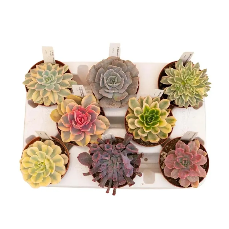 Echeveria Collezione piante grasse rare vaso Ø 10,5 cm Seizoensaanbieding