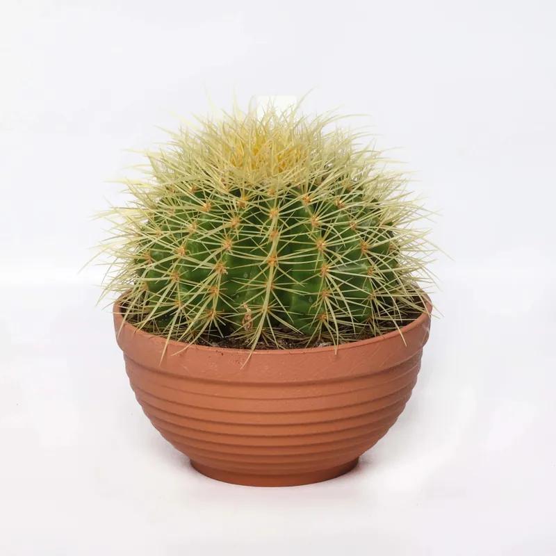 Must-Have Echinocactus grusonii Cactus vaso Ø 17 cm