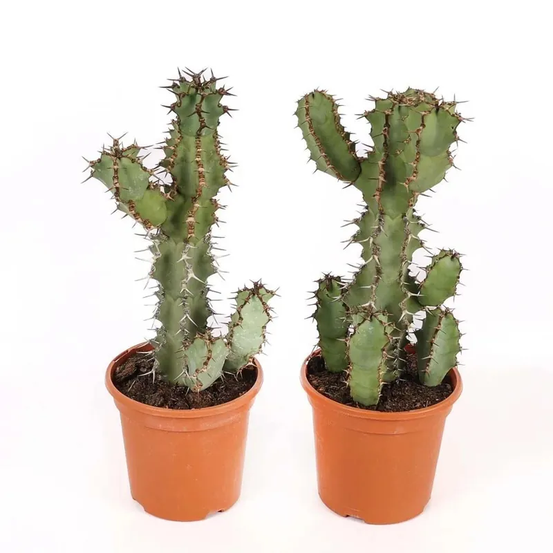 Aanbieding Euphorbia coerulescens pianta grassa vaso Ø 17 cm