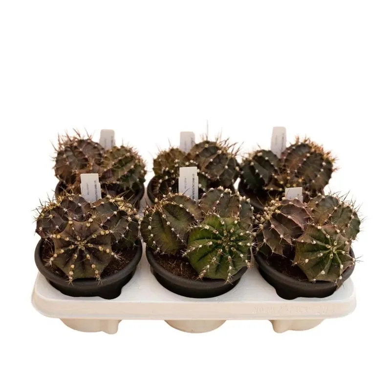 Gymnocalycium mihanovichii Cactus vaso Ø 13 cm Snelle Levering