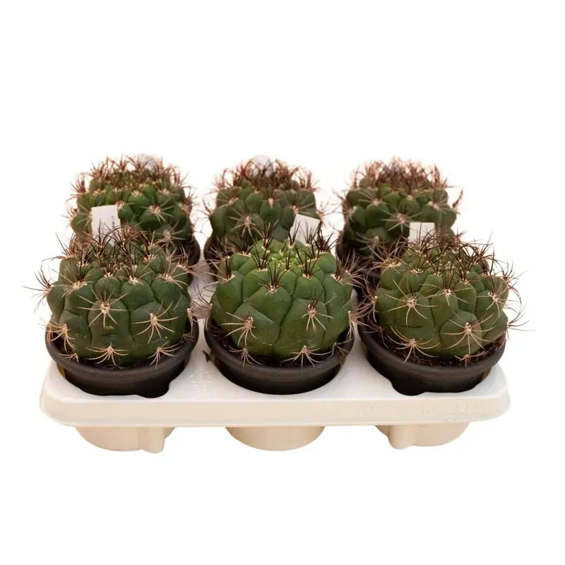Gymnocalycium saglionis Cactus vaso Ø 13 cm Laatste Versie