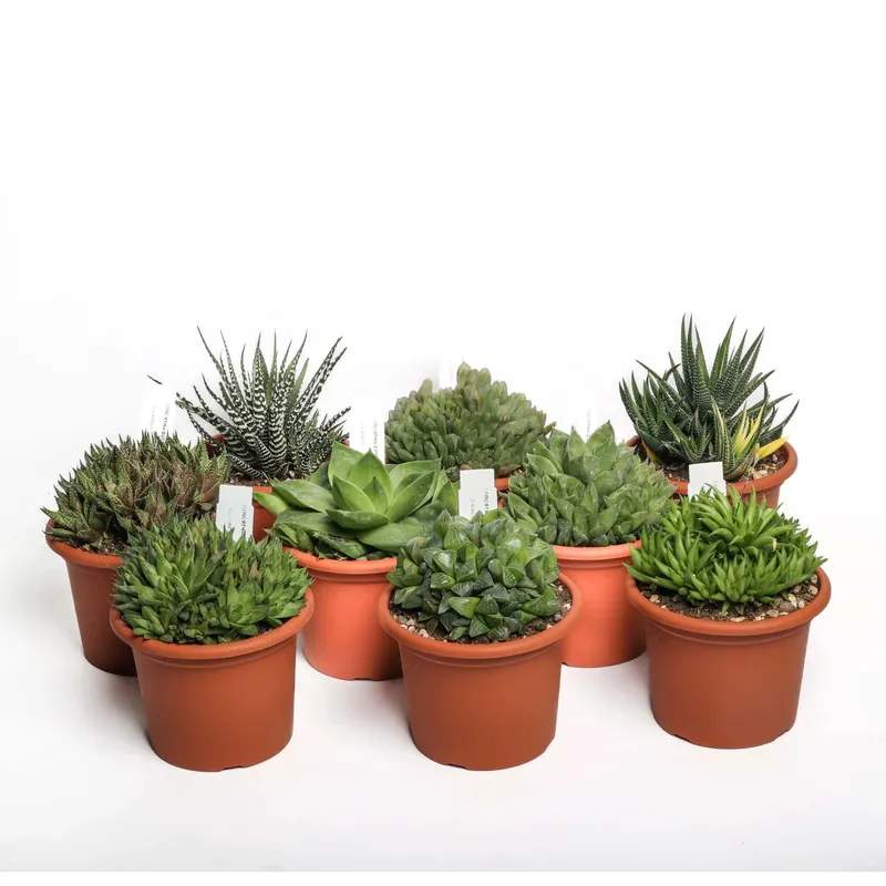 Haworthia Mix pianta grassa vaso Ø 13 cm Nu Kopen