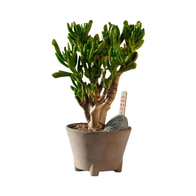 Alberello pianta grassa Bonsai vaso Ø 20 cm Op = Op