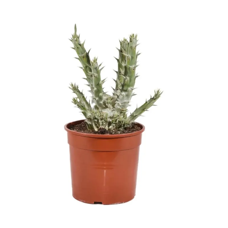 Pachypodium horombense pianta grassa Palma del Madagascar vaso Ø 17 cm Snelle Levering