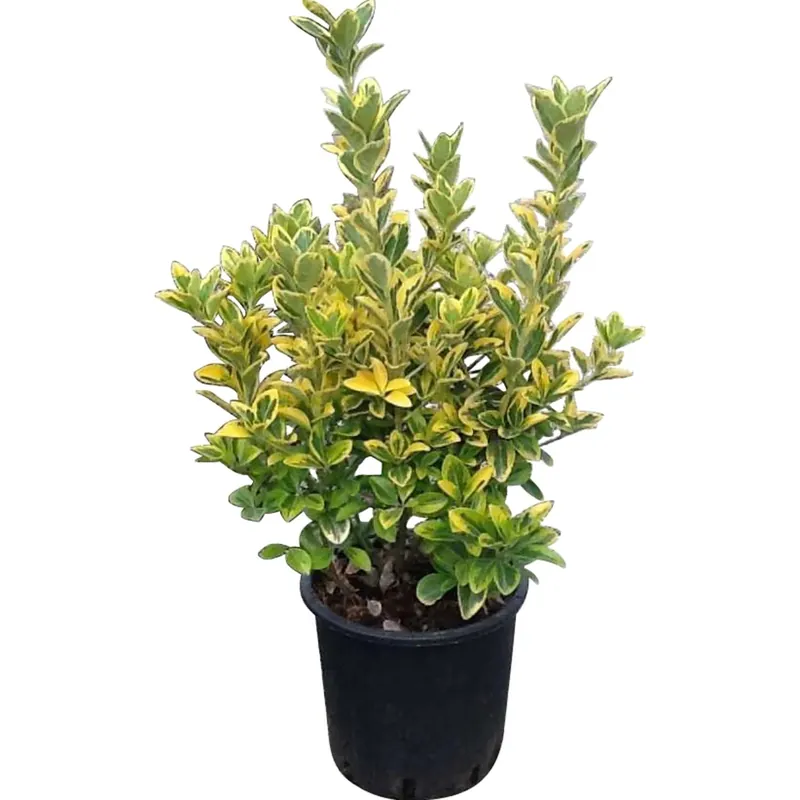 Betaalbaar Evonimo elegantissimo Aureo 50 cm