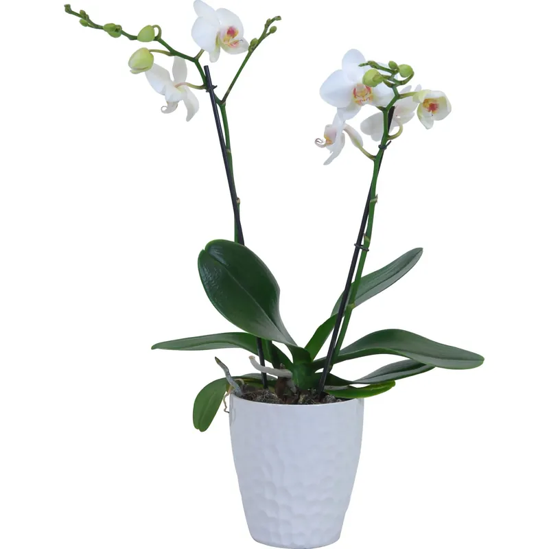 Orchidea Phalaenopsis bianca 2 rami vaso di ceramica 12 cm Superprijs