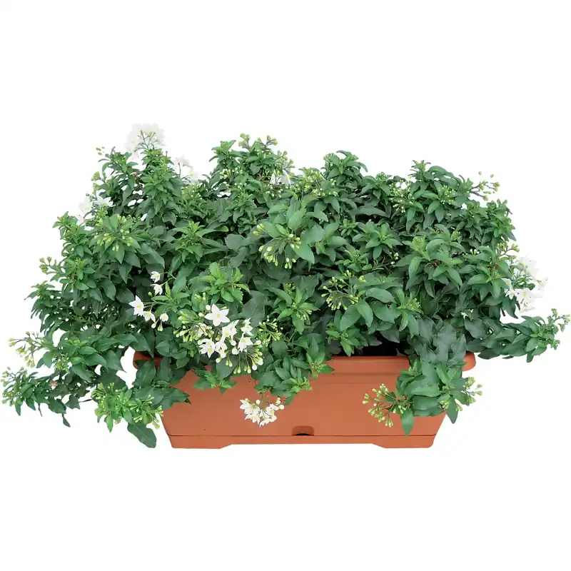 Solanum Jasminoides in vaschetta 40 cm Seizoensaanbieding