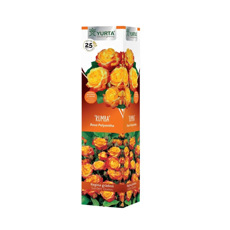 Rosai giallo bicolor in pack 30 cm assortiti Seizoensaanbieding