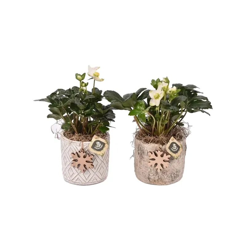 Premium Helleborus composizione legno Ø cm 15