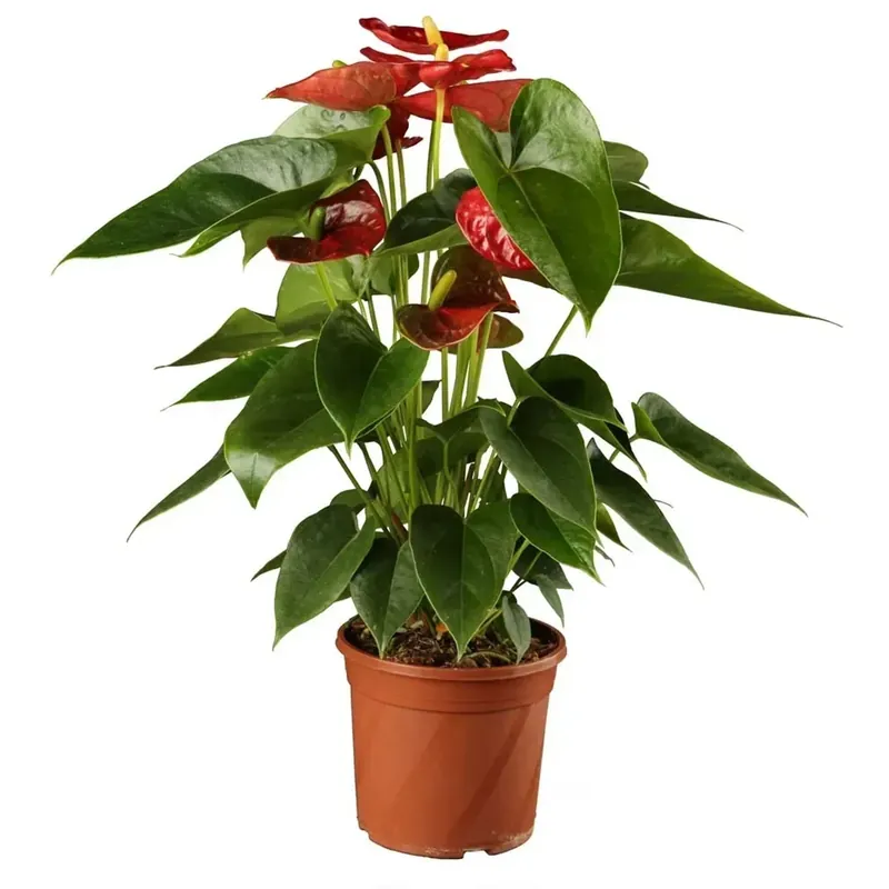 Anthurium confezione gioiello vaso 15 cm Aanbieding