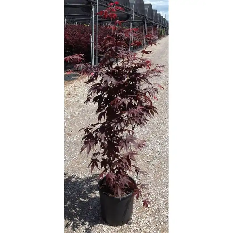 Acero palmato cespuglio h 60/80 cm Gereduceerde Prijs