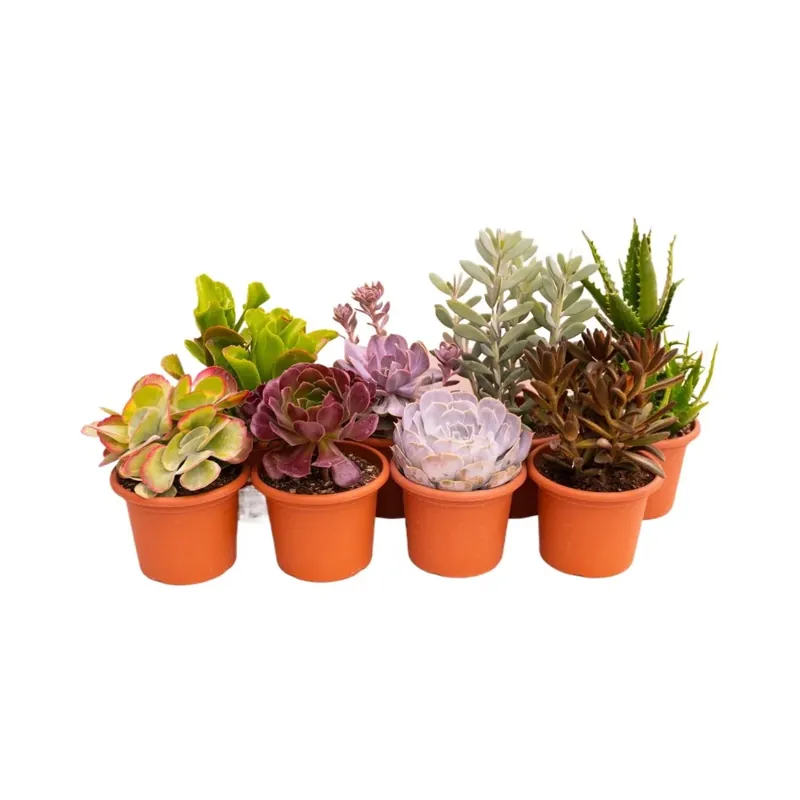 Snelle Levering Piante grasse Mix succulente vaso Ø 18 cm