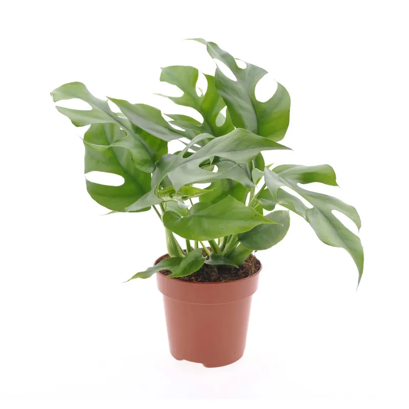 Gratis Retour Foglia di finestra H circa 25-35 cm vaso Ø circa 12 cm Monstera minima