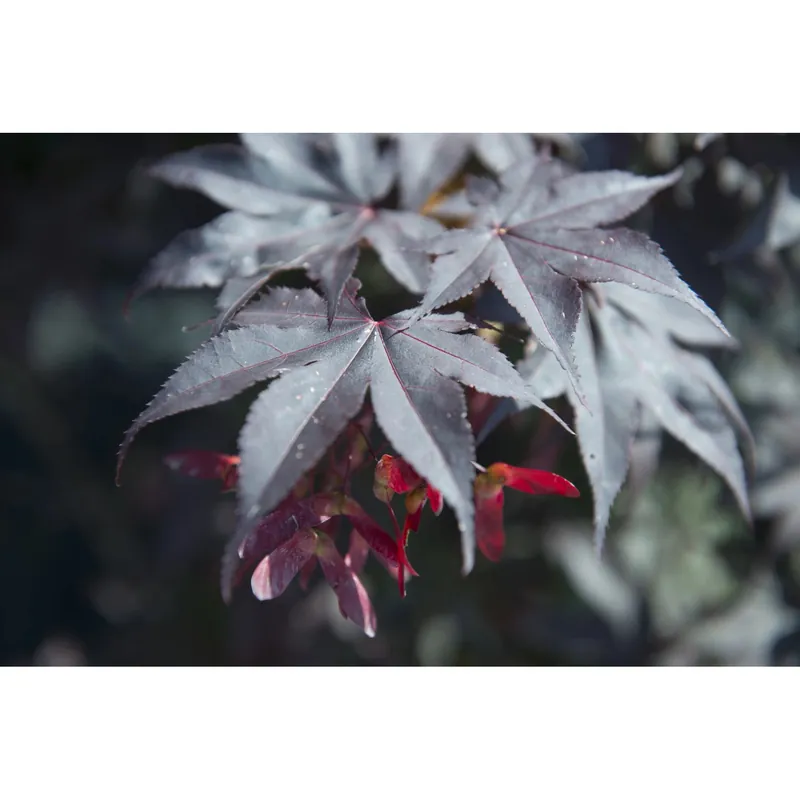 Acero palmato Bloodgood cespuglio h 60/80 cm Premium