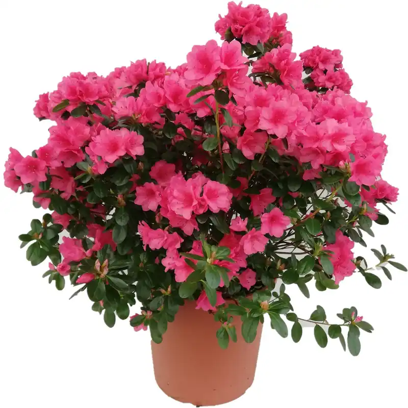 Azalea japonica chioma 27-30 cm Nu Kopen