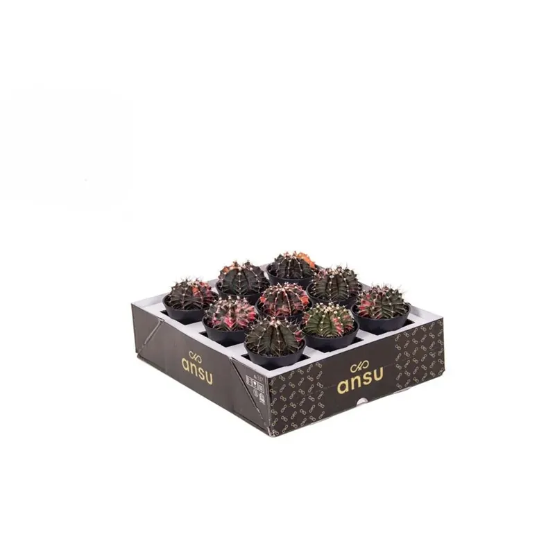 Gymno Cactus Variegato in vaso 7,5 cm Beperkt Aanbod