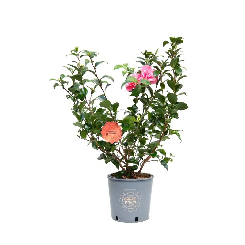 Camellia japonica Koop Online
