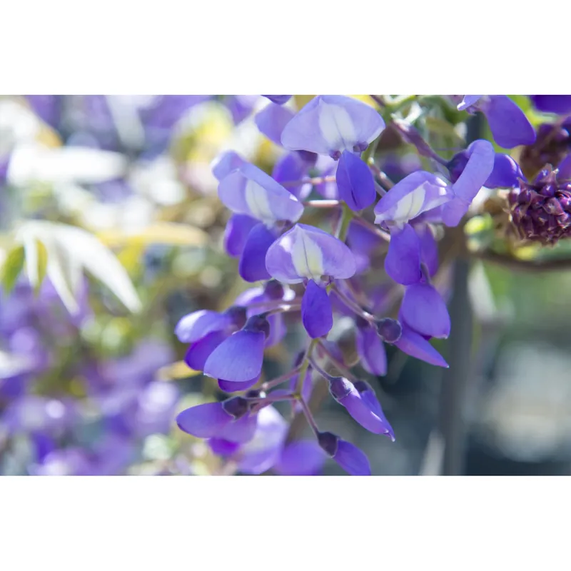 Uitverkoop Glicine Wisteria floribunda in varietà rampicante h cm 200/250