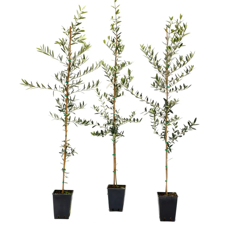 Olea europaea "Leccino" astone Fabrieksprijs