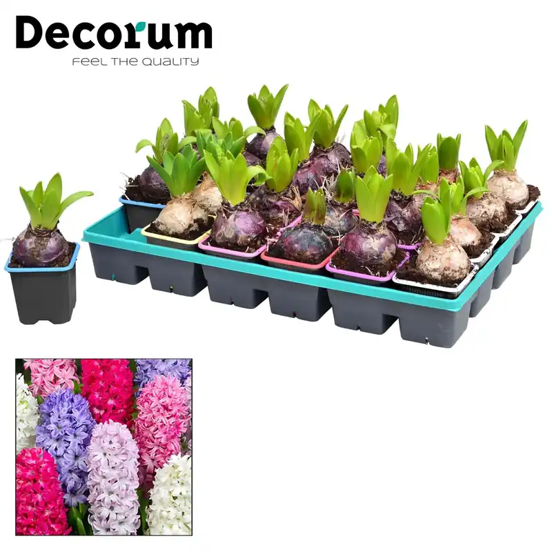 Goedkoop Hyacinthus orientalis misto colore vaso Ø ca. 7 cm