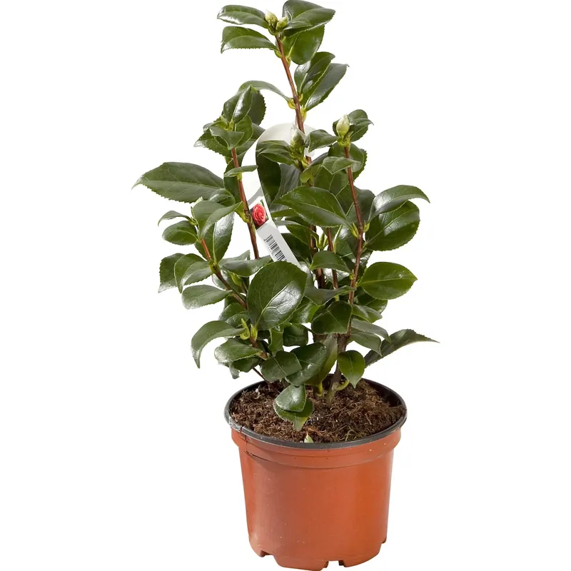Camelia Japonica h 20-30 cm Goedkoop